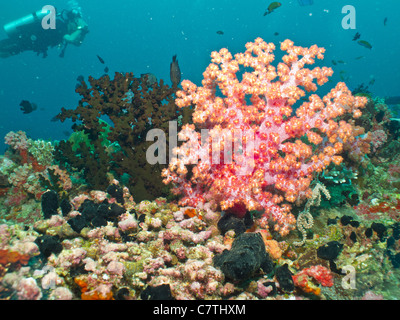 Bellissimi colori dei coralli molli Foto Stock