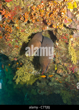 Due murene giganti che esce da una parete pensile di subacquea Maldive barriera corallina Foto Stock