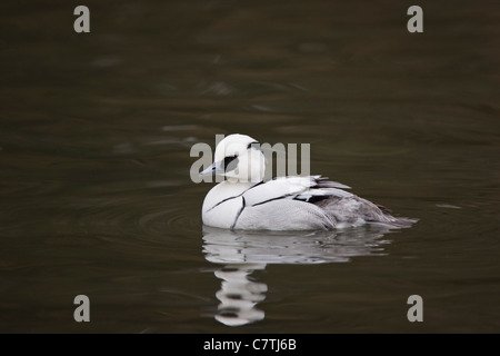 Zwergsaeger, Mergellus albellus, smew Foto Stock