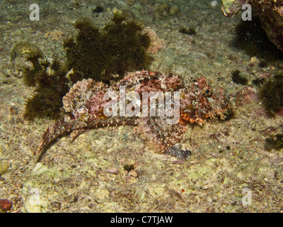 Scorfani Tassled giacente su di una scogliera di corallo underwater Foto Stock