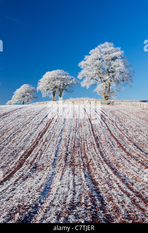 Trasformata per forte gradiente smerigliati terreni coltivati e alberi, prua, metà Devon, Inghilterra. Inverno (dicembre 2010). Foto Stock