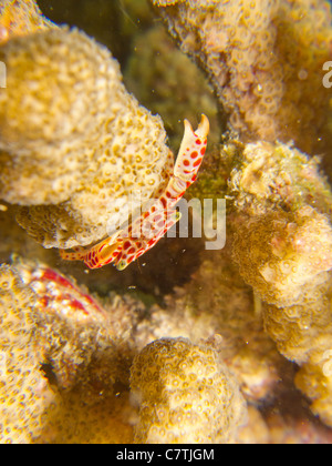 Coral Granchio di guardia che si trovano comunemente in corallo duro di Maldive Foto Stock