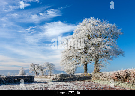 Trasformata per forte gradiente smerigliati terreni coltivati e alberi in inverno, prua, metà Devon, Inghilterra. Inverno (dicembre 2010). Foto Stock