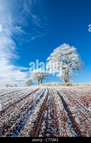 Trasformata per forte gradiente smerigliati terreni coltivati e alberi in inverno, prua, metà Devon, Inghilterra. Inverno (dicembre 2010). Foto Stock