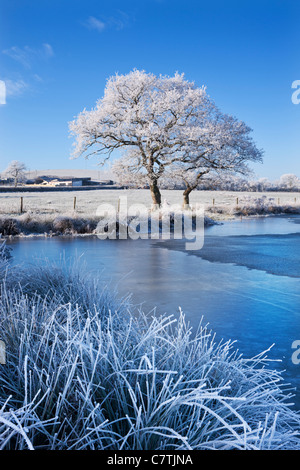 Trasformata per forte gradiente smerigliati alberi e lago ghiacciato in inverno, Morchard Road, metà Devon, Inghilterra. Inverno (dicembre 2010). Foto Stock