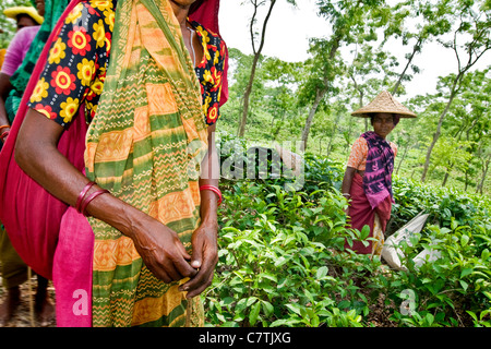 Bangladesh, Rangamati, ritratto di donna che lavorano nelle piantagioni di tè Foto Stock