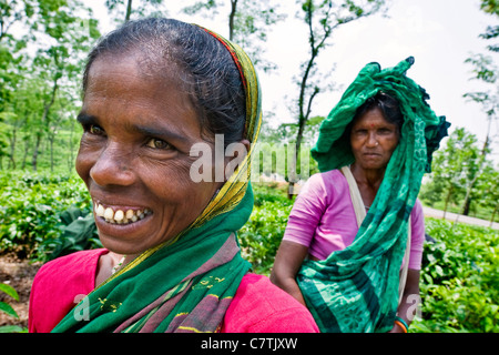 Bangladesh, Rangamati, ritratto di donna che lavorano nelle piantagioni di tè Foto Stock