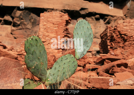 Cactus con Honanki Sinaguan rovine in background vicino a Sedona, in Arizona Foto Stock