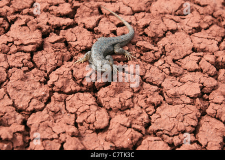 Northwestern recinto lizard (Sceloporus occidentalis) su incrinato rosso la massa di argilla Foto Stock