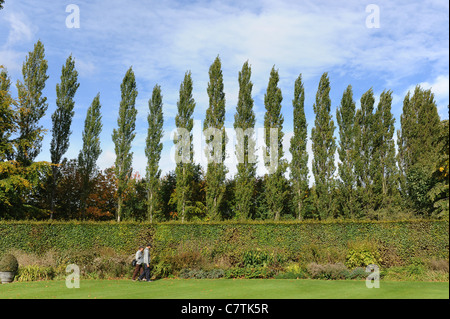 Fila di alberi di pioppo England Regno Unito Foto Stock