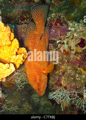 Coral australe, un cernie colorate nella barriera corallina Foto Stock