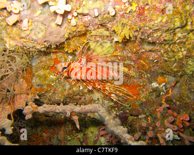 Leone Spotfin, un altro colorato ma infame creatura. Foto Stock