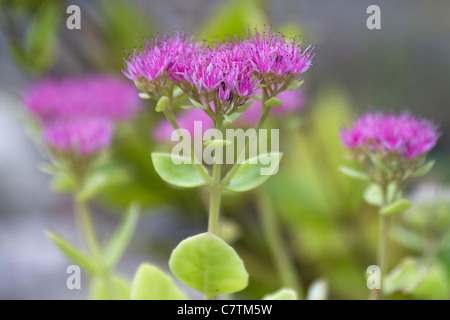 Messa a fuoco selettiva immagine di un Orpine (Sedum telephium). Foto Stock