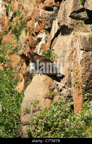 Una Turchia vulture (Cathartes aura) si siede su una roccia su una scogliera Foto Stock