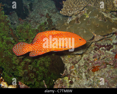 Coral australe, un cernie colorate nella barriera corallina Foto Stock