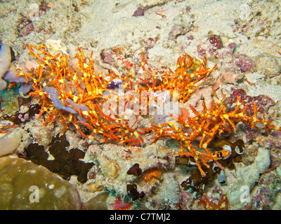 Rosso e giallo Clathria, trovati in colonie di Maldive Foto Stock