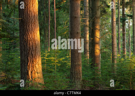 Gli alberi di pino di sera con la luce del sole, Rhinefield unità ornamentali, New Forest, Hampshire, Inghilterra. In estate (Luglio) 2011. Foto Stock