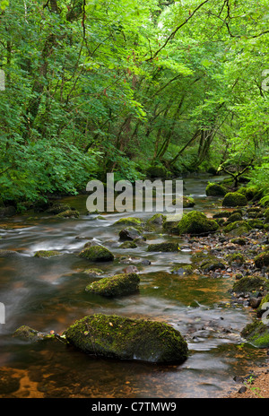 Fiume Bovey in esecuzione attraverso Lustleigh scindere, Dartmoor Devon, Inghilterra. In estate (Luglio) 2011. Foto Stock