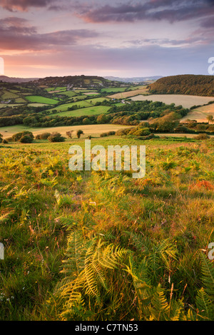 La laminazione di campagna del Dorset visto dal Golden Cap, Dorset, Inghilterra. In estate (Luglio) 2011. Foto Stock