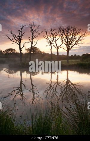 Un magnifico tramonto dietro gli alberi morti e il lago di riflessioni, Morchard Road, Devon, Inghilterra. In estate (Luglio) 2011. Foto Stock