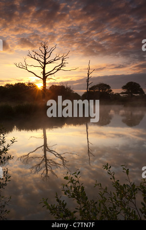 Un magnifico tramonto dietro gli alberi morti e il lago di riflessioni, Morchard Road, Devon, Inghilterra. In estate (Luglio) 2011. Foto Stock