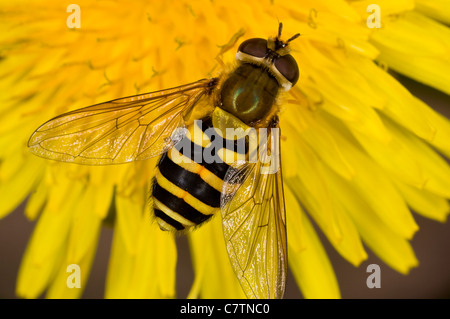 Un comune hoverfly, Syrphus ribesii su tarassaco fiore; Dorset garden. Foto Stock