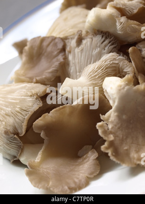 Funghi di ostrica freschi (Pleurotus) su un piatto bianco. Dal Commonwealth di Dominica, Indie Occidentali, Caraibi. Foto Stock