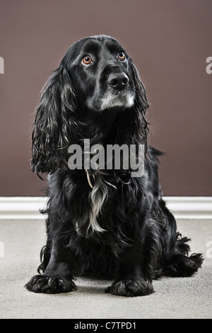 English Cocker Spaniel in ambiente domestico Foto Stock