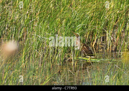 Un giovane americano tarabuso, Botaurus lentiginosus, spicca ancora nasconde in Saskatchewan, Canada. Foto Stock