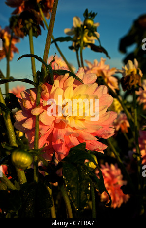 Fine Fiore Dahlia Fiore mattina presto autunno campo di fattoria Foto Stock