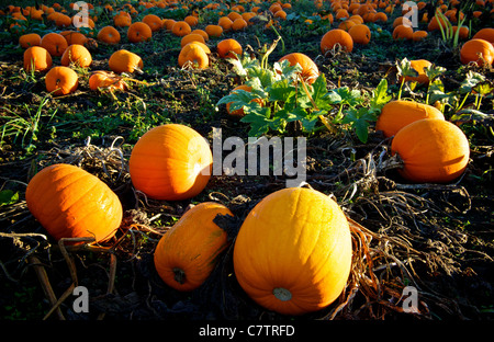 La mattina presto autunno rugiada su arance mature zucche in campo di fattoria di patch Foto Stock