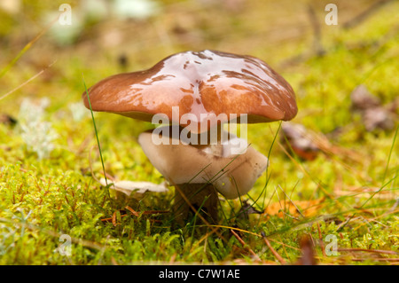 Funghi (Suillus variegatus) nella foresta di autunno Foto Stock