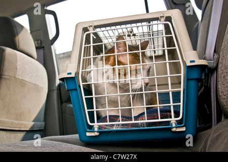 Gatto in auto all'interno della scatola di trasporto Foto Stock