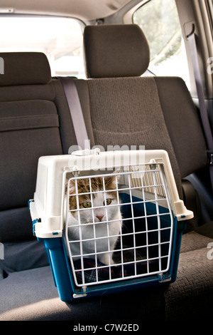 Gatto in auto all'interno della scatola di trasporto Foto Stock