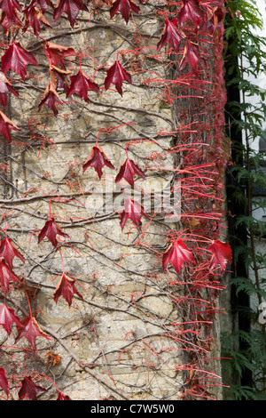 Foglie di autunno che copre la parete presso il Great Western pub in Inghilterra Foto Stock