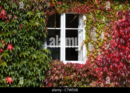 Foglie di autunno che copre la parete presso il Great Western pub in Inghilterra Foto Stock