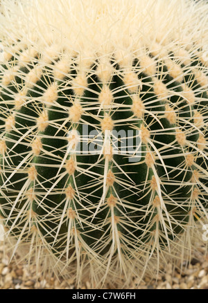 Malvern Autunno Mostra, Inghilterra- abstract close-up di cactus Foto Stock