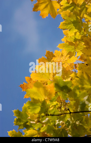 Foglie di acero in autunno colori contro sfondo blu scuro. Foto verticale. Foto Stock