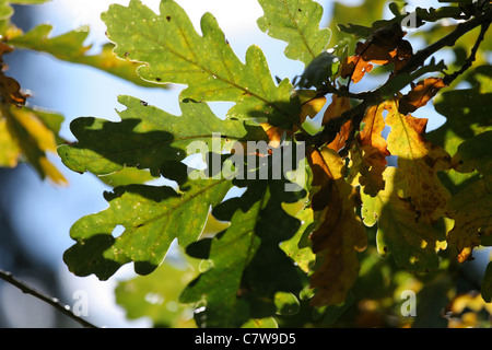 Ramo di quercia con le foglie in autunno colori contro sfondo sfocato. Foto Stock