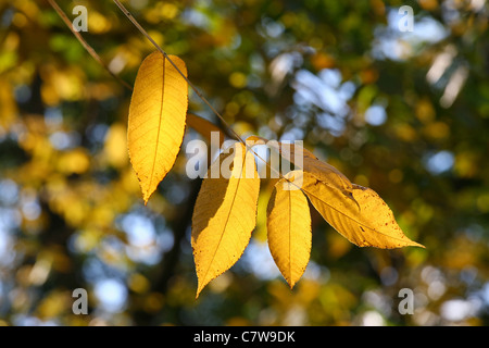 Ramo di foglie di noce Manchurian (Júglans mandshúrica) in Autunno colori contro sfondo sfocato . Foto Stock