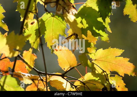 Foglie di acero in autunno colori contro sfondo sfocato. Foto Stock