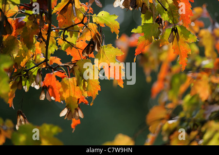 Foglie di acero in autunno colori contro sfondo sfocato. Foto Stock