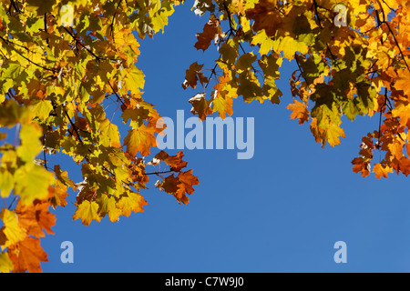 Foglie di acero in autunno colori contro sfondo blu scuro. Foto Stock