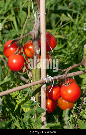 Organici di piante di pomodoro crescere all'aperto in giardino Foto Stock