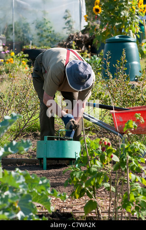 Senior giardiniere di sesso maschile nelle zone urbane riparto giardino, Inghilterra Foto Stock