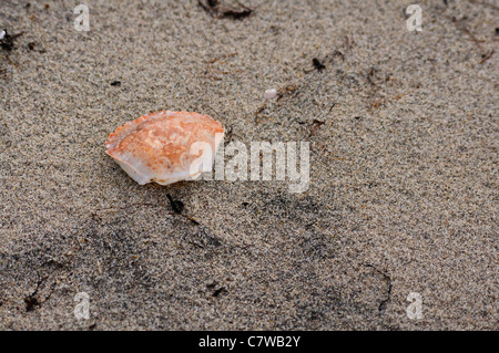 Guscio di granchio sulla sabbia bagnata. Zone costiere isole Lofoten. Foto Stock