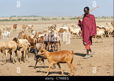 Un uomo Masai imbrancandosi capre, Meserani, Tanzania. Foto Stock