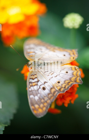 White farfalla pavone (Anartia jatrophae), alimentazione su un bel giallo e fiore di arancia. Foto Stock