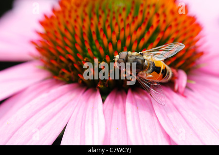 Bee mimare Fly (Eristalis arbustorum) è un miele delle api impostore su un viola Coneflower (Echinacea sp.) Foto Stock