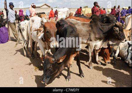 Bestiame in un mercato settimanale tenuto da Masai, Meserani, Tanzania. Foto Stock